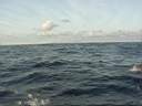 dolphins-08.JPG