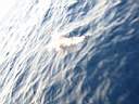 dolphins-18.JPG