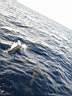 dolphins-19.JPG