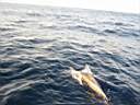 dolphins-24.JPG