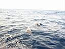 dolphins-25.JPG