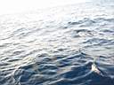 dolphins-27.JPG
