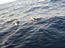 dolphins-30.JPG