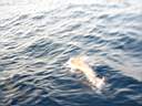 dolphins-32.JPG
