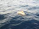 dolphins-33.JPG