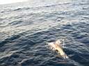 dolphins-35.JPG