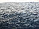 dolphins-37.JPG