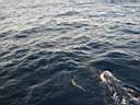 dolphins-38.JPG