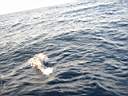dolphins-40.JPG