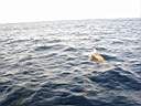dolphins-41.JPG