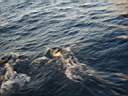 dolphins-45.JPG