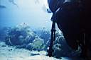tortue-01.JPG