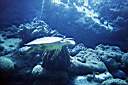 tortue-02.JPG