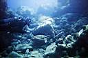 tortue-03.JPG