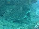 tortue-04.JPG