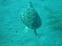 tortue-05.JPG