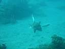 tortue-06.JPG