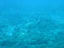 tortue-07.JPG