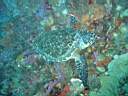 tortue-08.JPG