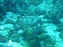 tortue-10.JPG