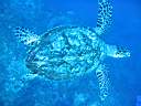 tortue-11.JPG