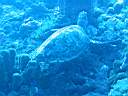 tortue-12.JPG