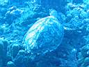 tortue-13.JPG