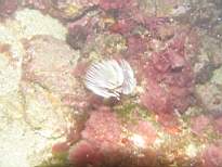 cb_066.JPG