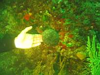 cb_092.JPG