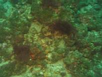 cb_098.JPG