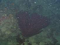 cb_147.JPG