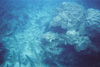 encore des barracuda