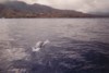 Rencontre avec les dauphins