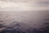 Encore les dauphins