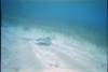 Raie vue � Petites Terre