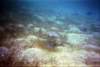 Raie vue � Petites Terre